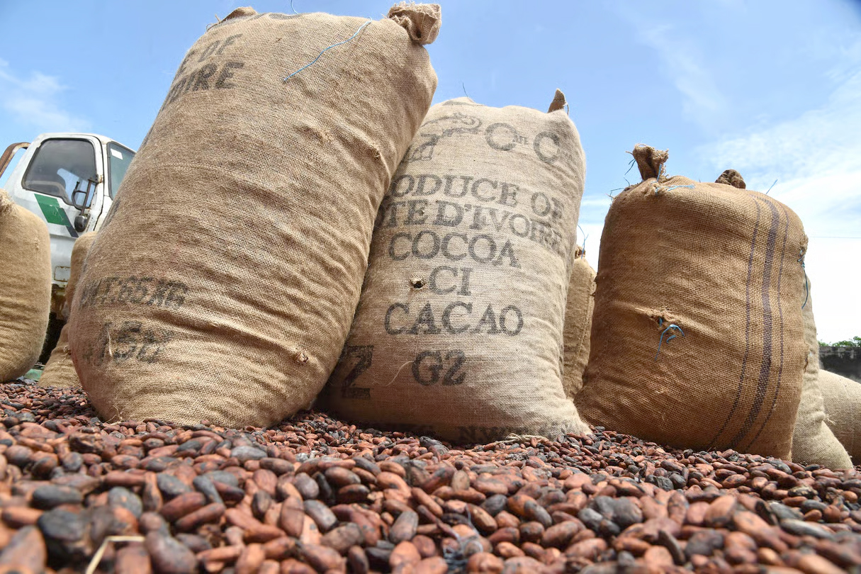 Cacao