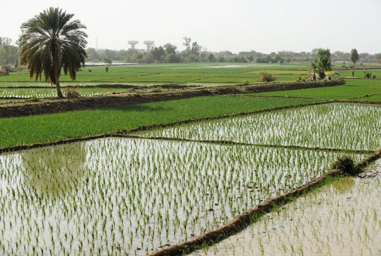 jad20221209-gf-niger-eco-barragekandadji-photo2
